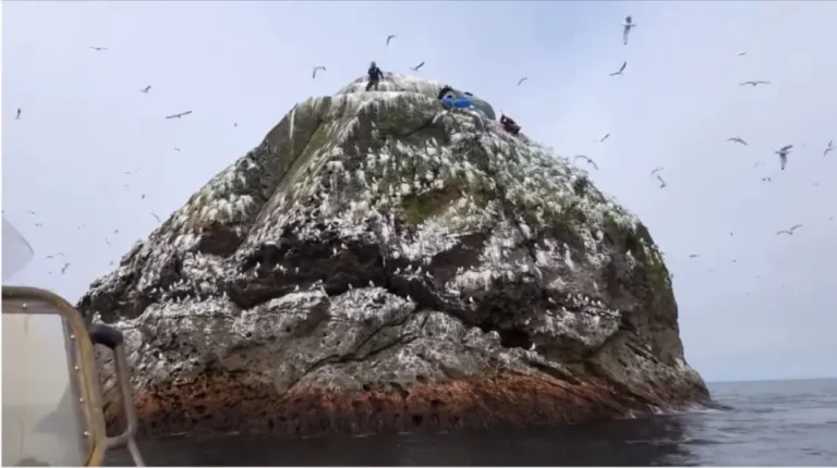 Rockall’s seabirds and marine life